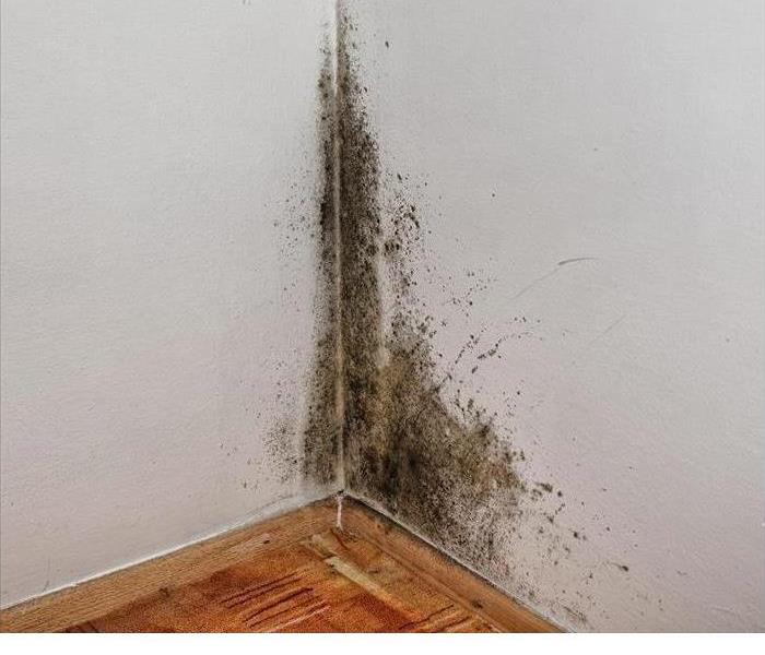If you see mold damage in your home call 360-683-0773